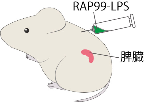 マウスにRAP99-LPSを静脈注射する画像