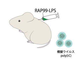 マウスにRAP99-LPSを静脈注射する画像