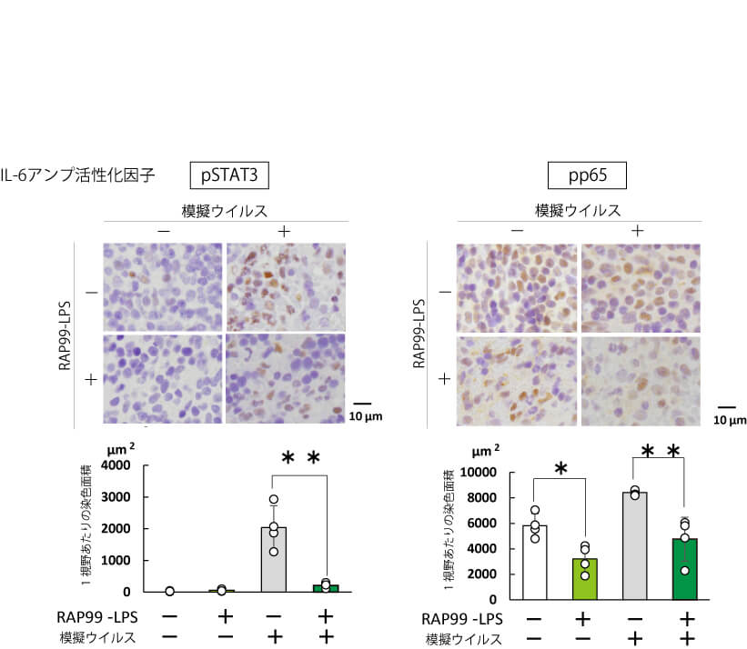 マウス脾細胞中のIL-6アンプ活性化因子の発現
