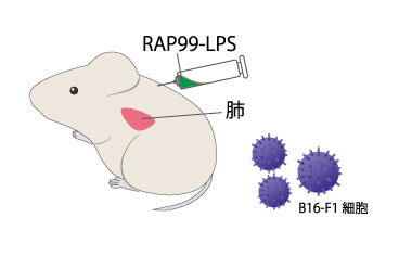 黒色腫細胞を摂取したマウスにRAP99-LPSを静脈注射する画像